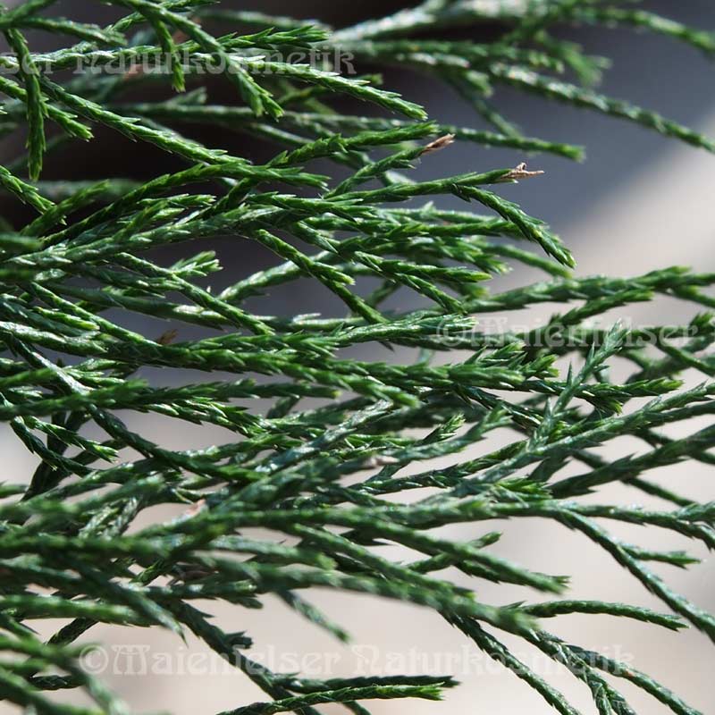 Cedernholz Virginia (10 ml)