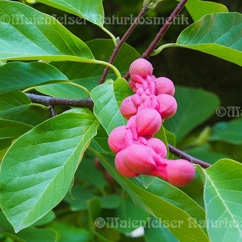 Magnolienknospe CO2 (2 ml)