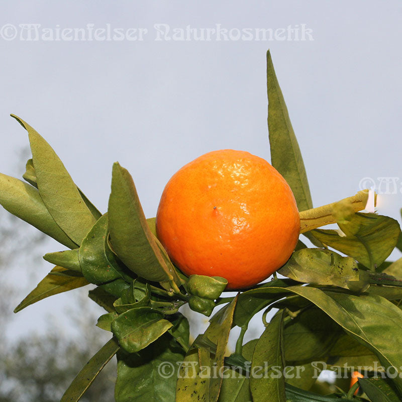 Mandarine rot terpenarm (3 ml)