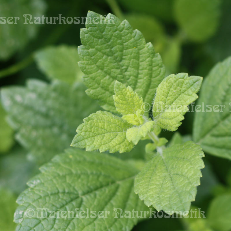 Melisse CO2 BIO (2ml)