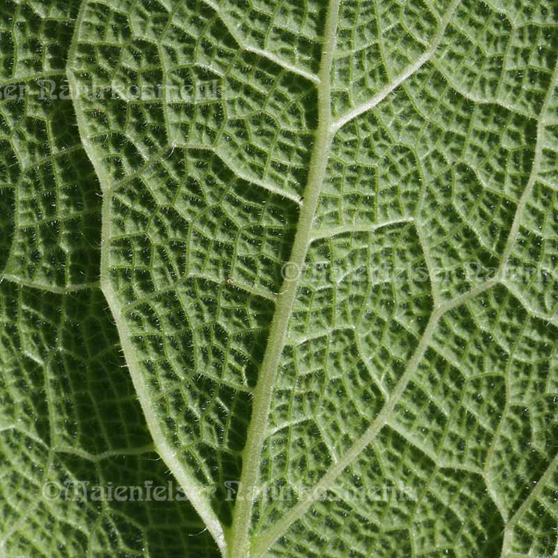 Muskateller-Salbei extra BIO (3 ml)