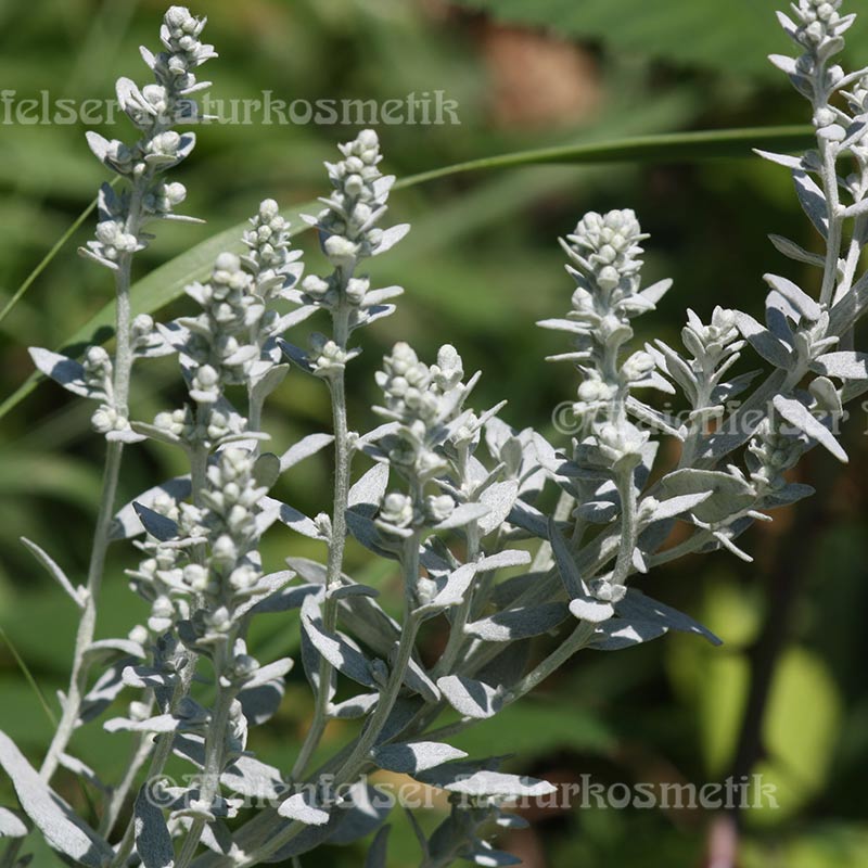 Salbei - Indian sage ("Man sage") BIO (2 ml)