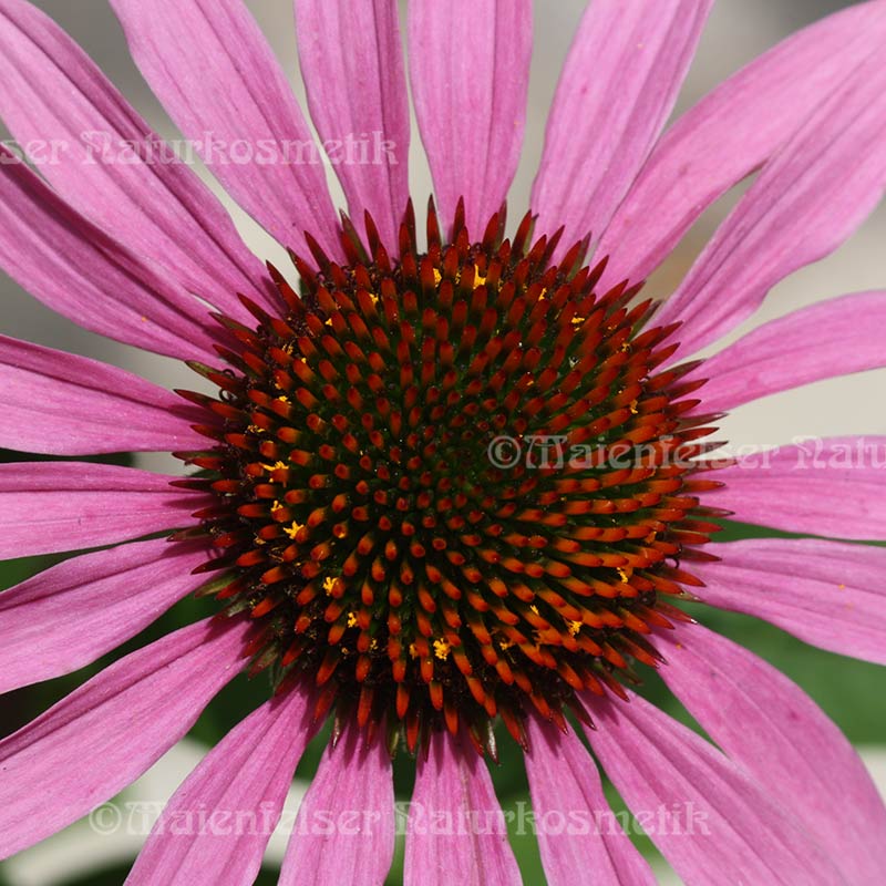 Sonnenhut (Roter) (1 ml)