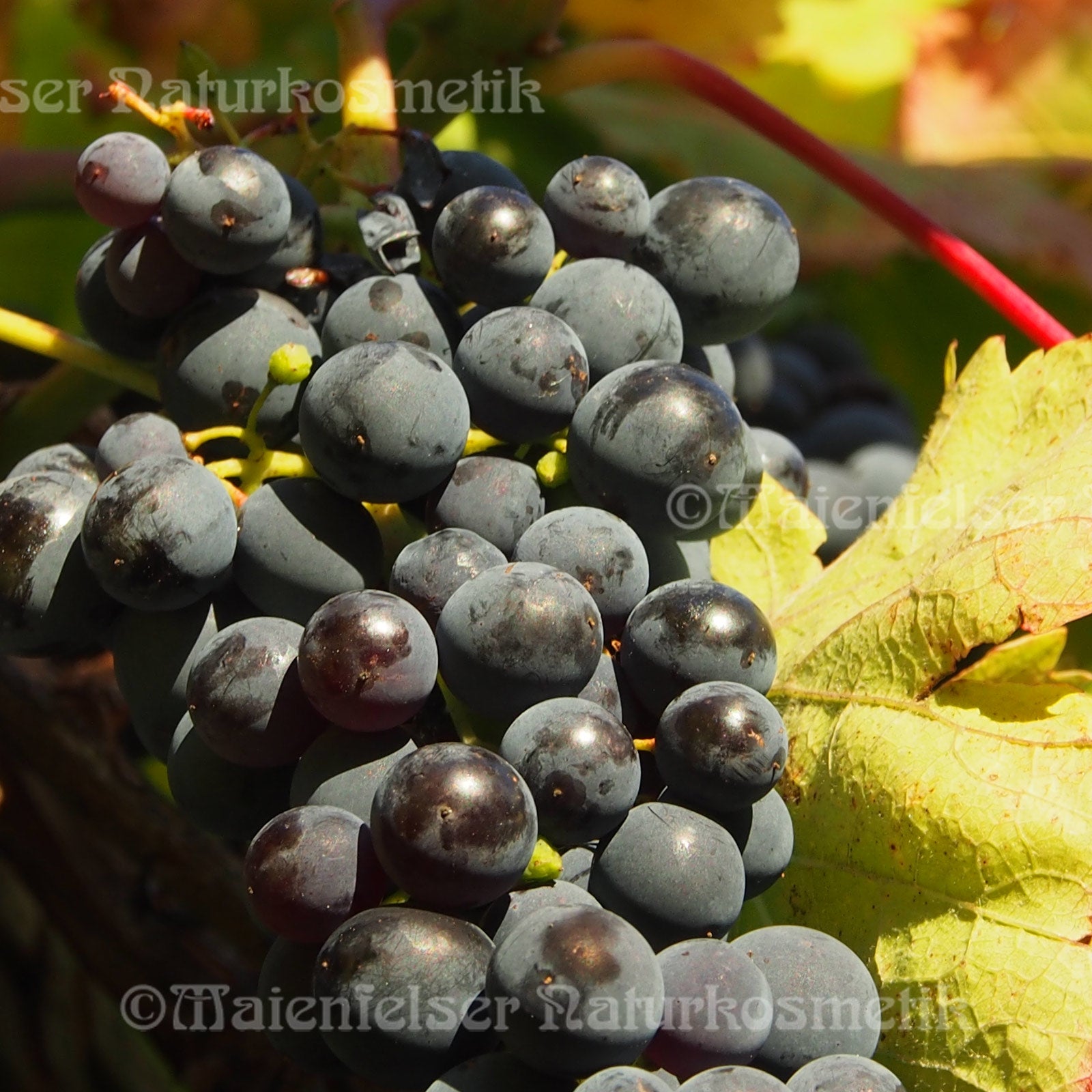 Weinbeere "Cognac" (2 ml)